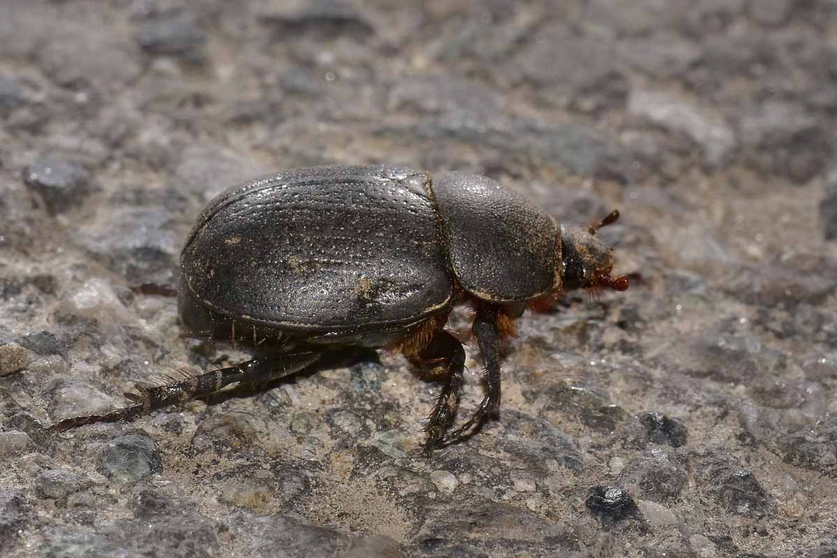 Pentodon bidens ssp. punctatus, Dynastidae